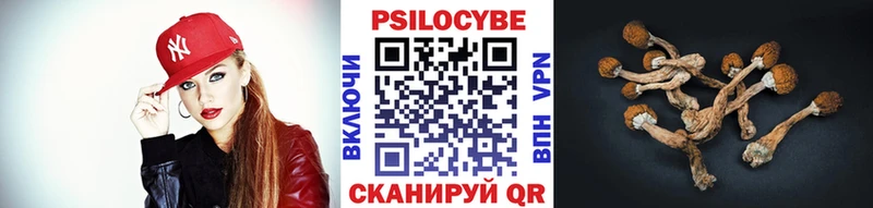 Псилоцибиновые грибы Cubensis сайты даркнета какой сайт Починок цены